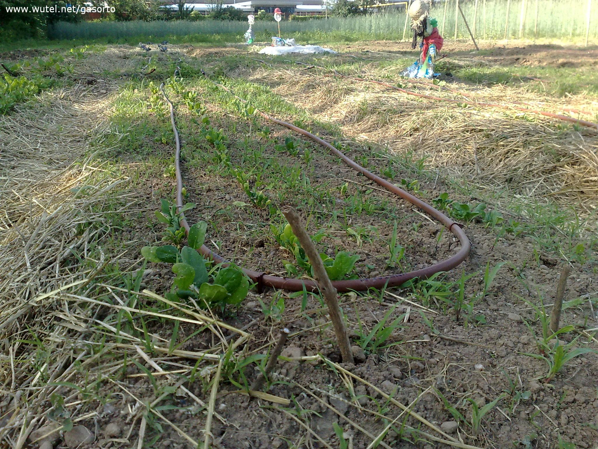 Ampia gamma di alberi di Natale